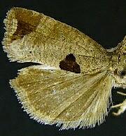 Epiblema tandana