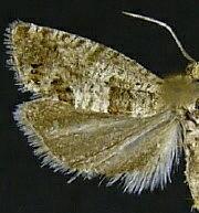 Epiblema resumptana