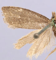 Gypsonoma nebulosana