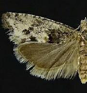 Chimoptesis chrysopyla