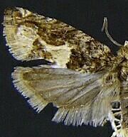 Crocidosema plebejana