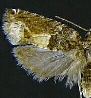 Crocidosema plebejana