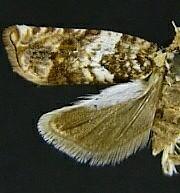 Epinotia abbreviana