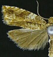 Epinotia abbreviana