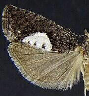 Epinotia solandriana