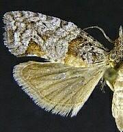 Epinotia pulsatillana