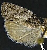 Epinotia pulsatillana