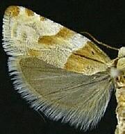 Epinotia castaneana