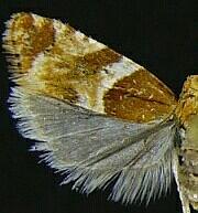 Epinotia castaneana