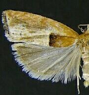 Epinotia johnsonana