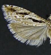 Epinotia sotipena