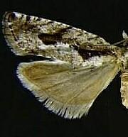 Epinotia celtisana