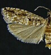 Epinotia celtisana