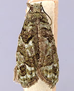 Epinotia cupressi