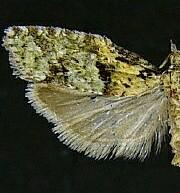 Epinotia hopkinsana