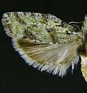 Epinotia hopkinsana