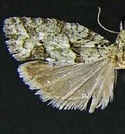 Epinotia hopkinsana