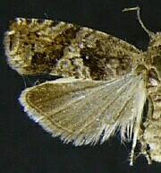 Epinotia solicitana