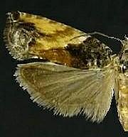 Epinotia nisella