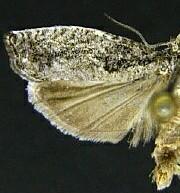 Epinotia nisella