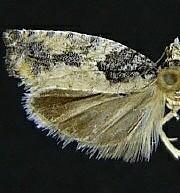 Epinotia cinereana