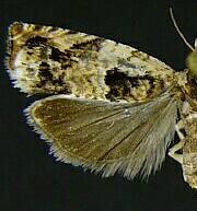 Epinotia albangulana