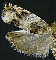 Epinotia albangulana