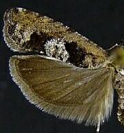 Epinotia n. sp. 1