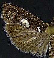 Epinotia n. sp. 1