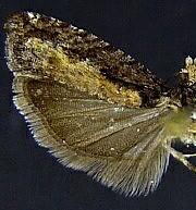 Epinotia n. sp. 1