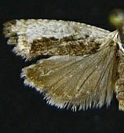 Epinotia emarginana