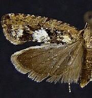 Epinotia emarginana