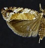 Epinotia emarginana