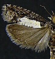 Epinotia emarginana