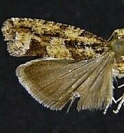 Epinotia emarginana