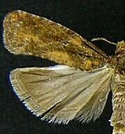 Epinotia columbia