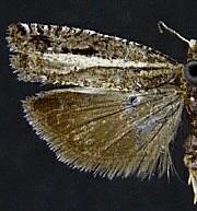 Epinotia columbia