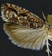 Epinotia columbia