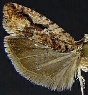 Epinotia cercocarpana