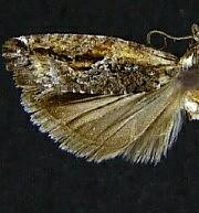 Epinotia cercocarpana