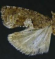 Epinotia n. sp. 3