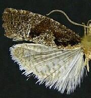 Epinotia bigemina