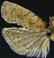 Epinotia arctostaphylana