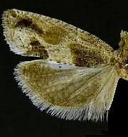 Epinotia infuscana