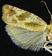 Catastega plicata