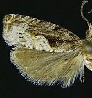 Catastega timidella