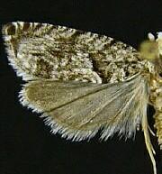 Catastega aceriella