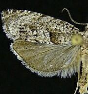 Catastega aceriella