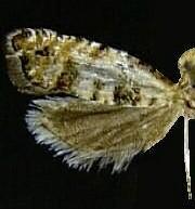 Epinotia normanana