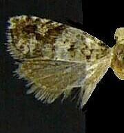 Epinotia meritana